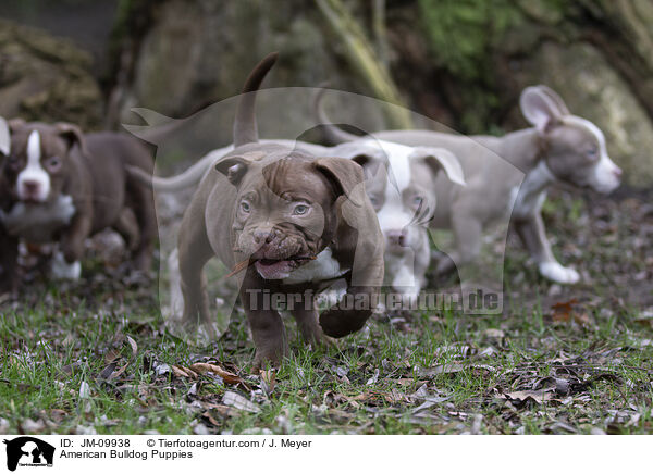 American Bulldog Puppies / JM-09938