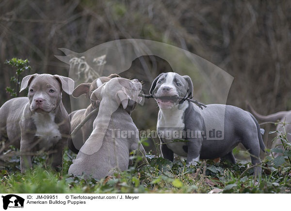American Bulldog Puppies / JM-09951