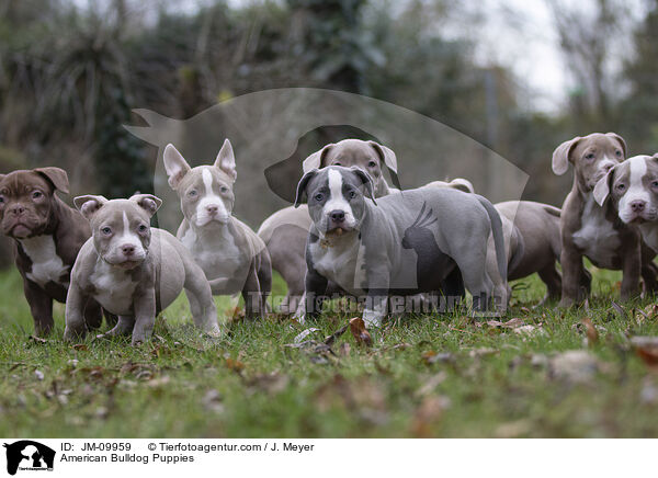 American Bulldog Puppies / JM-09959