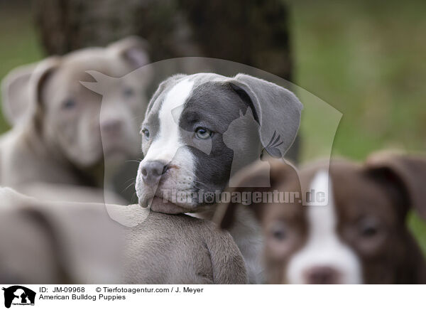 American Bulldog Puppies / JM-09968