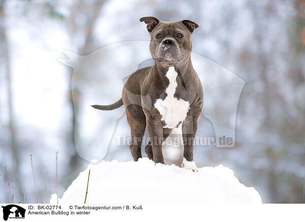 American Bulldog in winter / BK-02774