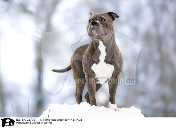 American Bulldog in winter / BK-02775