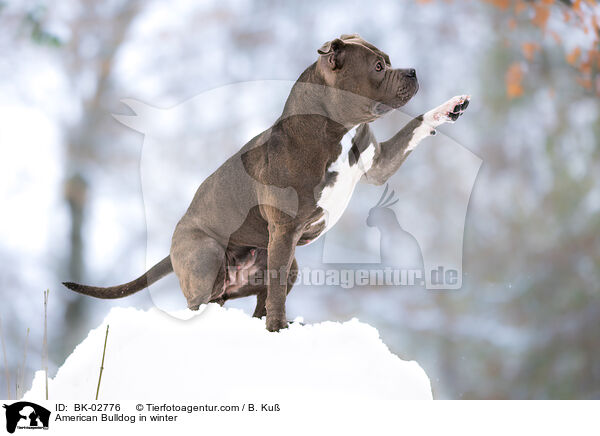 American Bulldog in winter / BK-02776