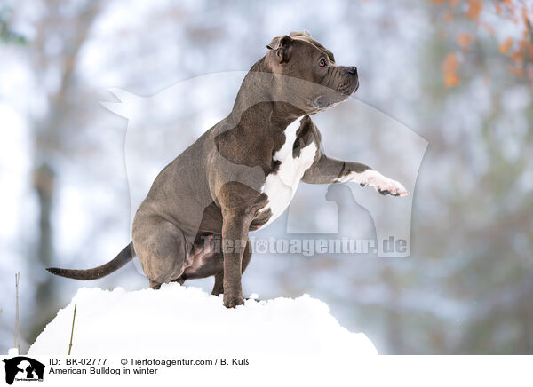 American Bulldog in winter / BK-02777