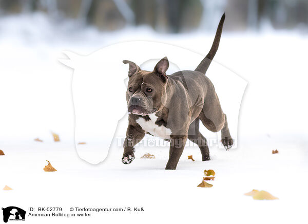 American Bulldog in winter / BK-02779