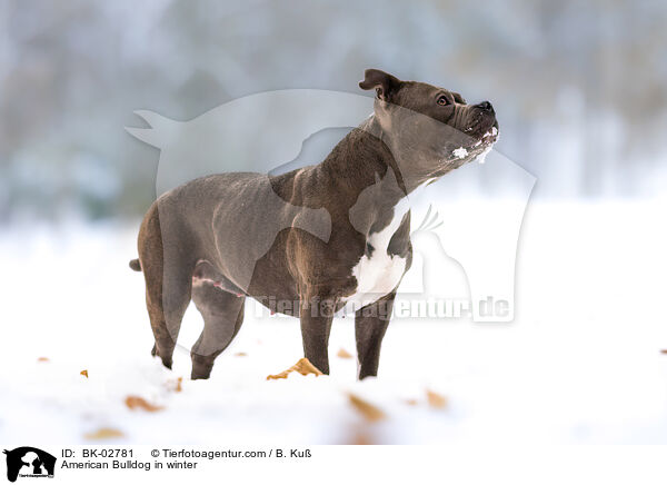 American Bulldog in winter / BK-02781
