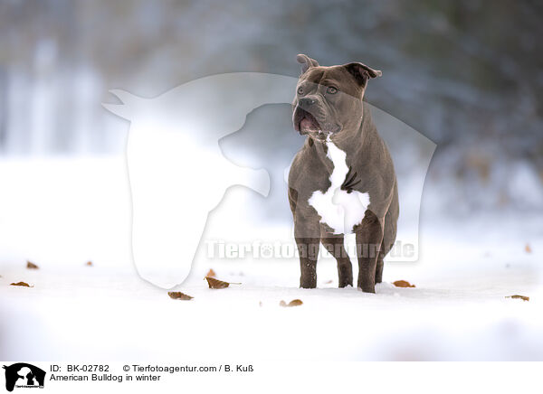American Bulldog in winter / BK-02782