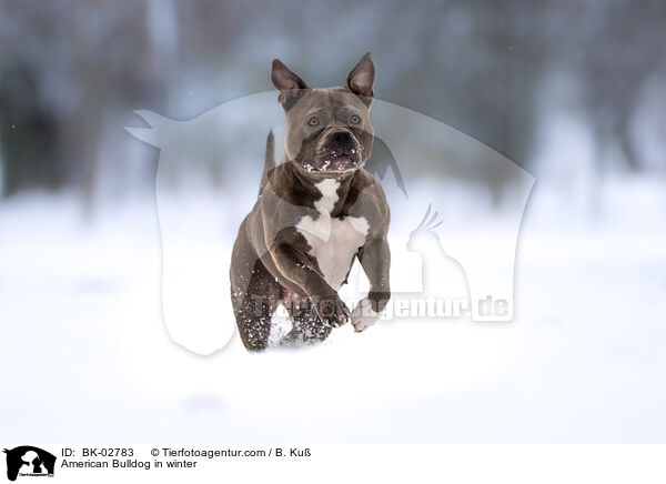 American Bulldog in winter / BK-02783