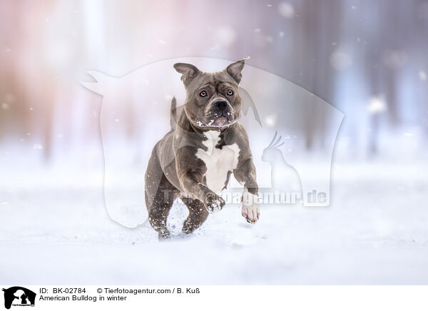 American Bulldog in winter / BK-02784