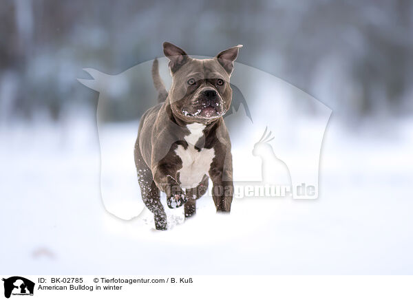 American Bulldog im Winter / American Bulldog in winter / BK-02785