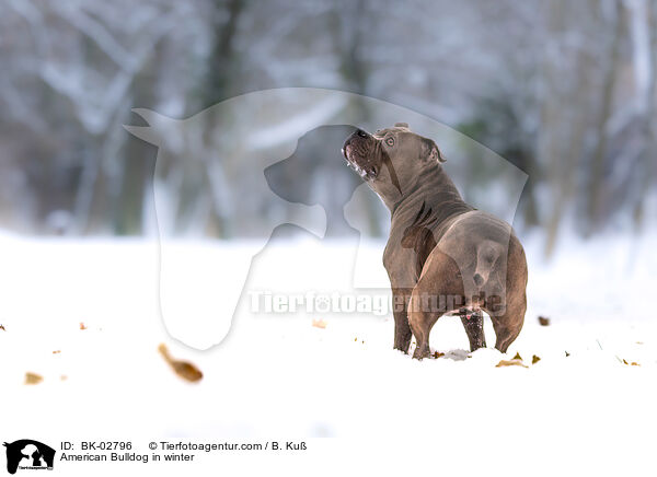 American Bulldog in winter / BK-02796
