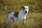 standing American Bulldog