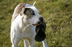 American Bulldog retrieves cap