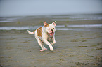 running American Bulldog