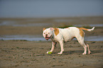 standing American Bulldog