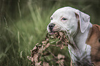 American Bulldog Puppy portrait