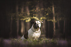 American Bulldog in the forest