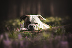 American Bulldog in the forest