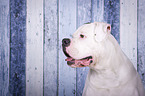 American Bulldog portrait