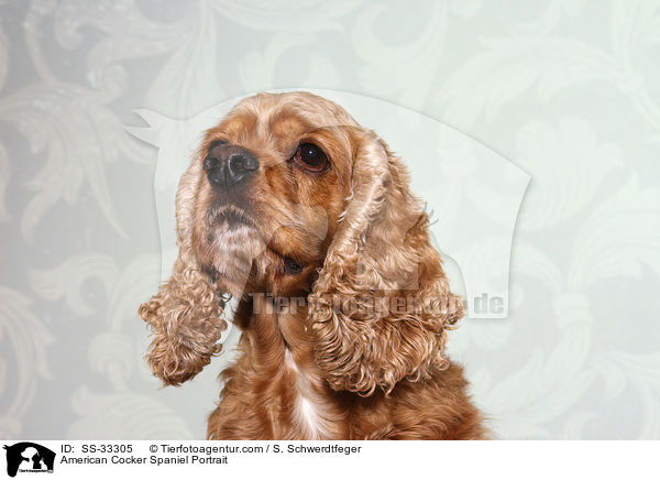 American Cocker Spaniel Portrait / SS-33305
