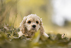 American Cocker Spaniel puppy