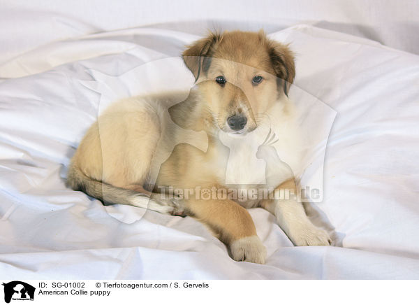 American Collie puppy / SG-01002