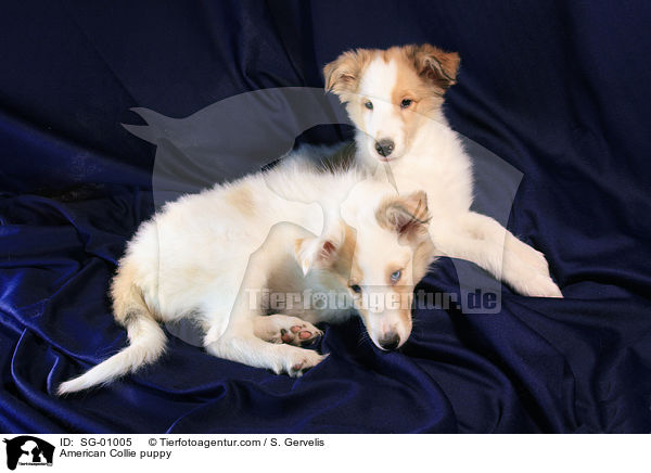 American Collie puppy / SG-01005