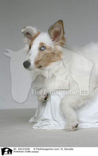 Amerikanischer Collie Welpe / American Collie puppy / SG-01036