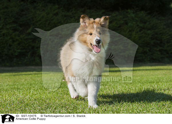 American Collie Puppy / SST-10475