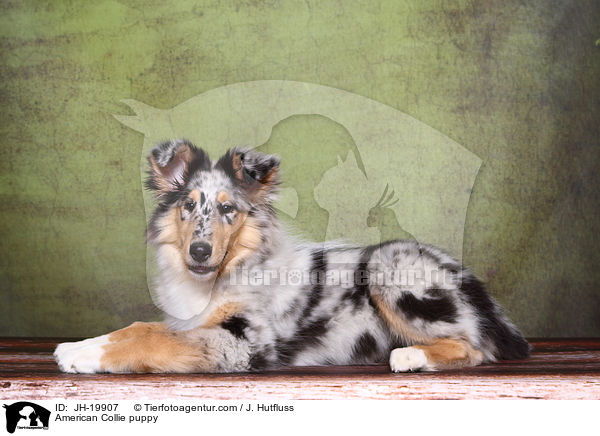 American Collie puppy / JH-19907