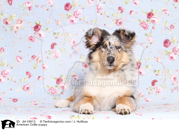 American Collie puppy / JH-19913