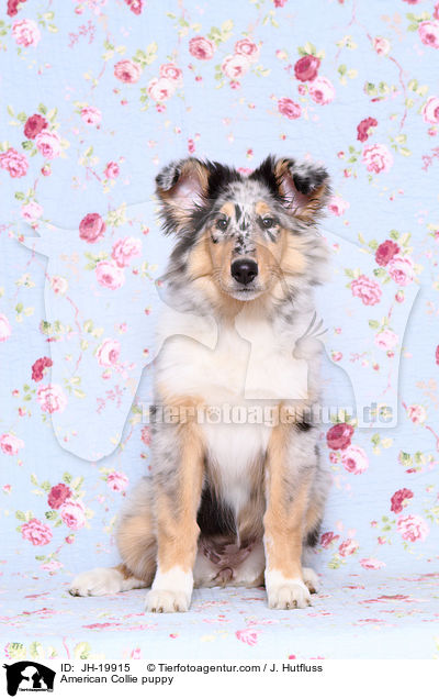 American Collie puppy / JH-19915