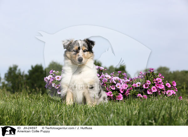 American Collie Puppy / JH-24697
