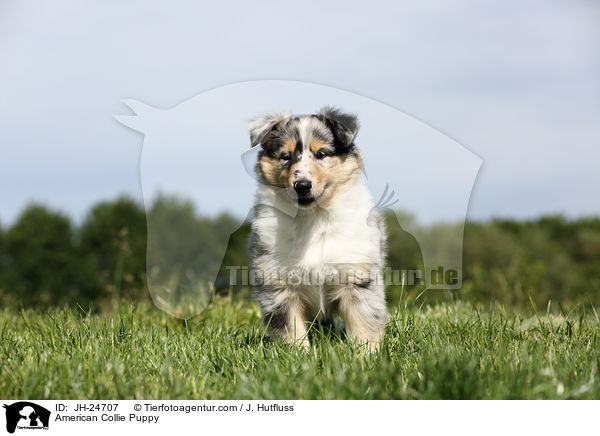 American Collie Puppy / JH-24707