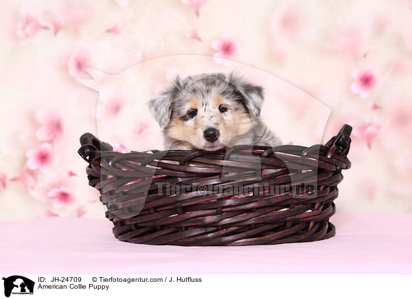 American Collie Puppy / JH-24709