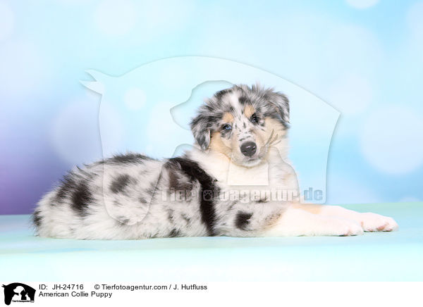 American Collie Puppy / JH-24716