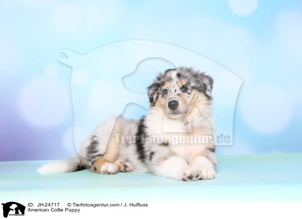 American Collie Puppy / JH-24717