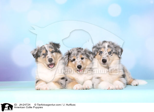 American Collie Puppies / JH-24724