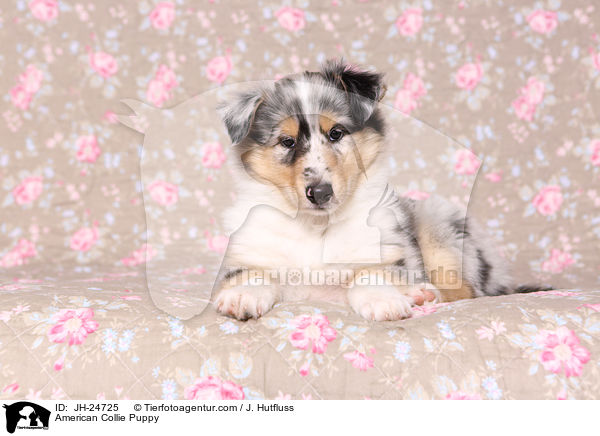 American Collie Puppy / JH-24725
