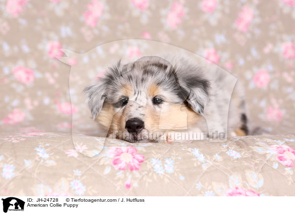 American Collie Puppy / JH-24728