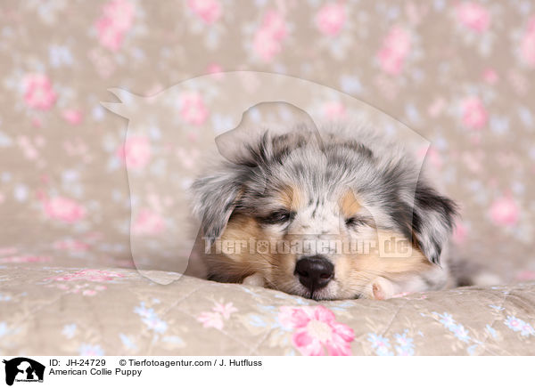American Collie Puppy / JH-24729