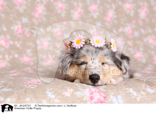 American Collie Puppy / JH-24731