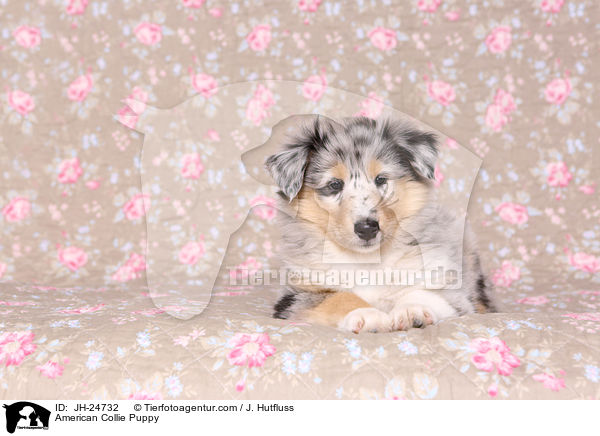 American Collie Puppy / JH-24732