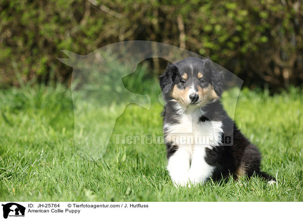 American Collie Puppy / JH-25764
