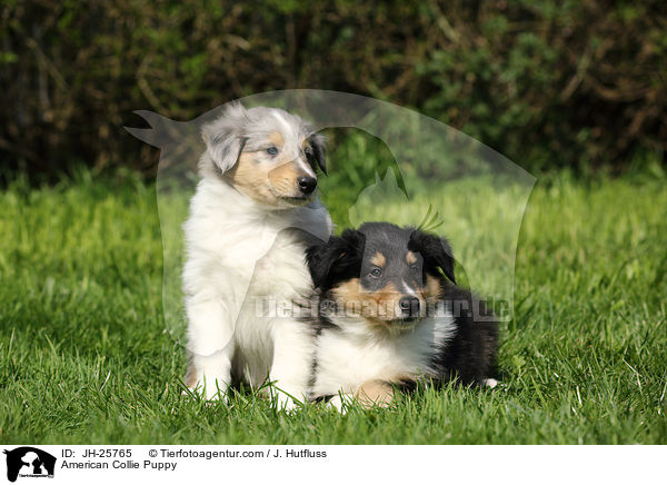 American Collie Puppy / JH-25765
