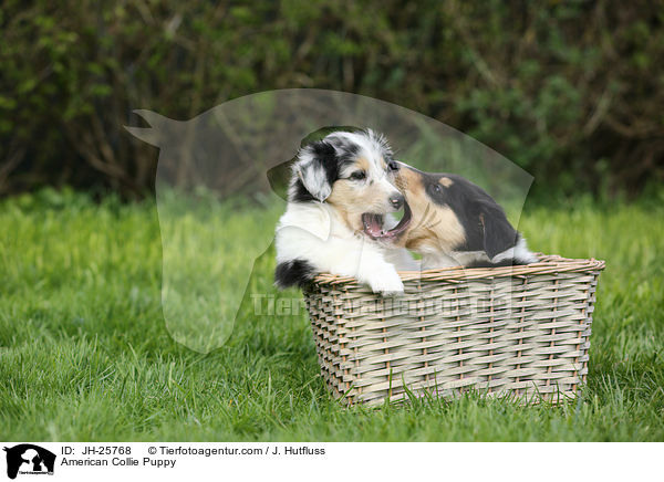 American Collie Puppy / JH-25768