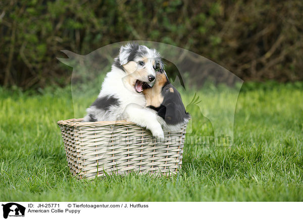 American Collie Puppy / JH-25771