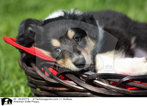 American Collie Puppy / JH-25773