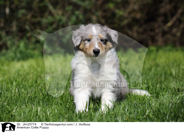 American Collie Puppy / JH-25774