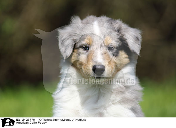 American Collie Puppy / JH-25776